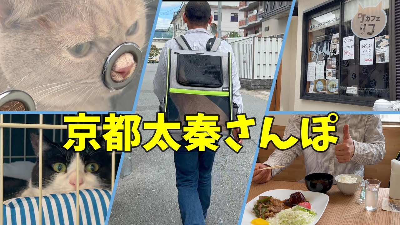 こてつと行く『こてさんぽvol.6』～京都太秦編～【スコティッシュフォールド】