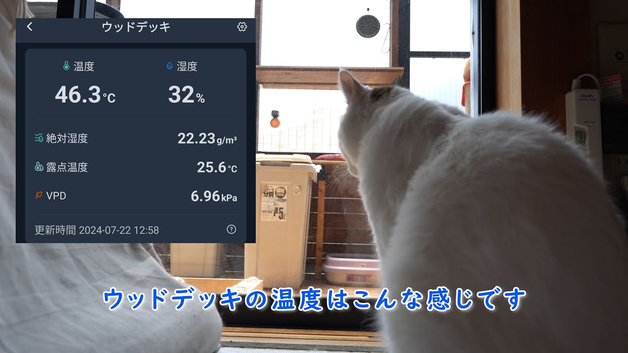 外の暑さを知らない猫