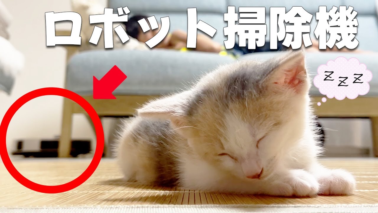 ロボット掃除機と子猫が対面反応が可愛すぎた【保護猫・元野良猫】