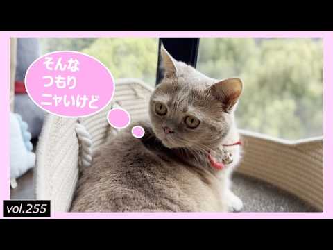 飼い猫から家族への愛情グルーミング【短足マンチカン】
