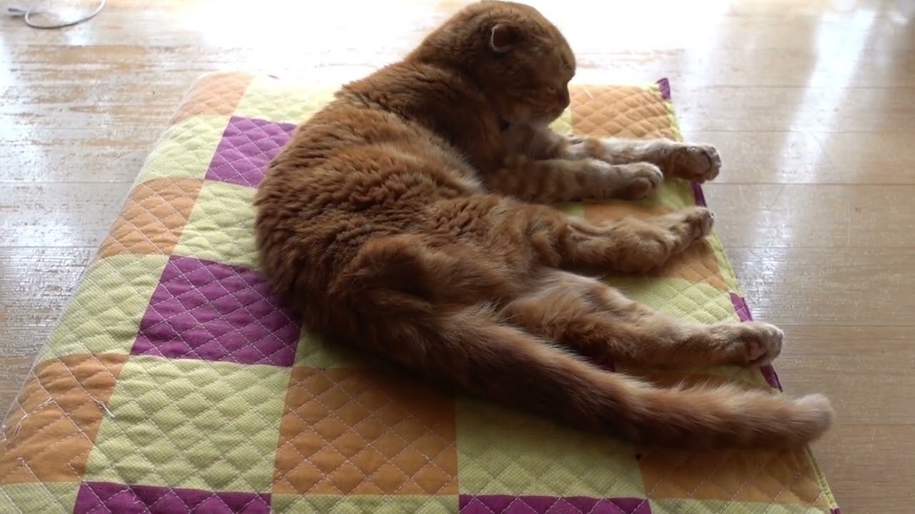 くつろぐ社長 Relaxing president #猫 #スコティッシュフォールド #猫動画 #cat #scottishfold #catvideos