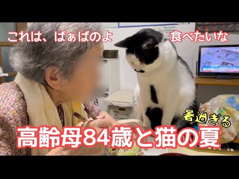 10年に一度の猛暑　ゲリラ豪雨の日　84歳高齢母と元保護猫の暮らし