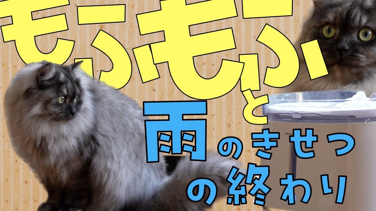 【猫/サイベリアン】もふもふの猫にとって湿気は大敵。長毛種の猫が梅雨を乗りきるには〜お水をたくさん飲ませる方法を添えて〜