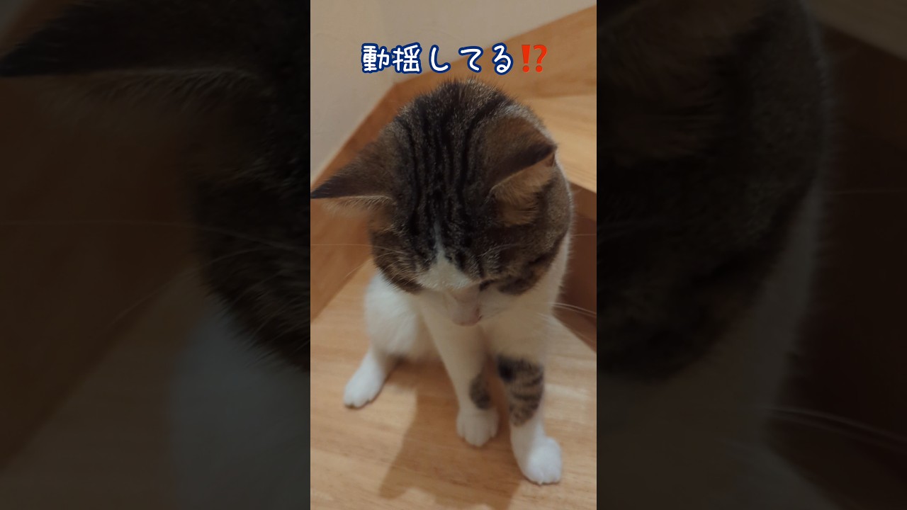 噛まれた手を押し込んでみた #噛み猫 #長足マンチカン