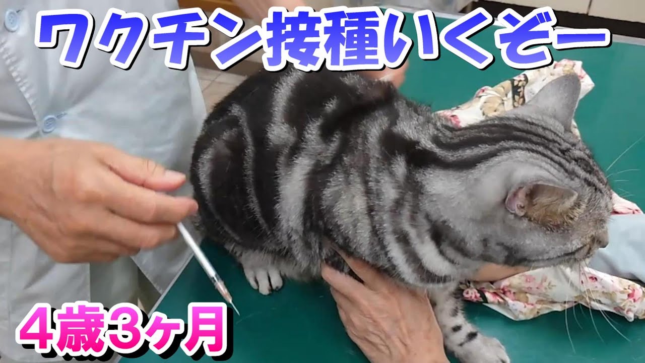 ３年ぶりのワクチン接種！猫とお散歩（アメリカンショートヘア）