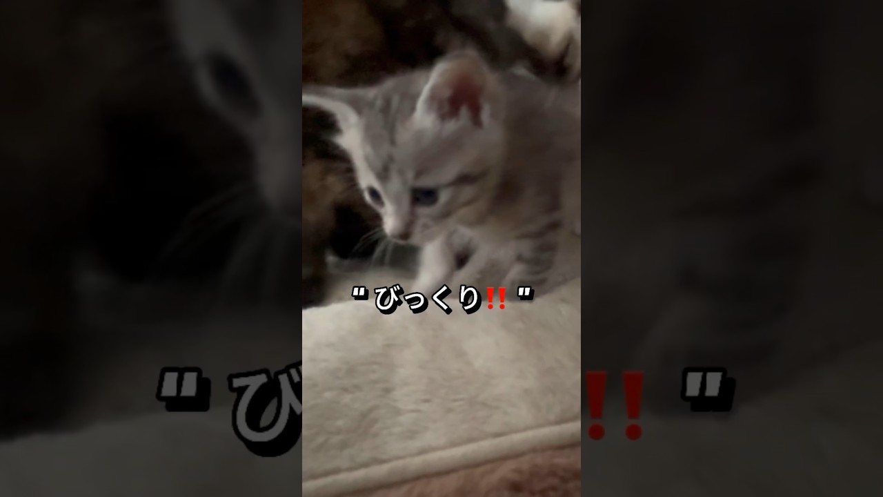 びっくり‼️ #cat #かわいい子猫を毎日紹介しています #cuteanimal #クリリアンボブテイル #猫のいる暮らし @kichifrost
