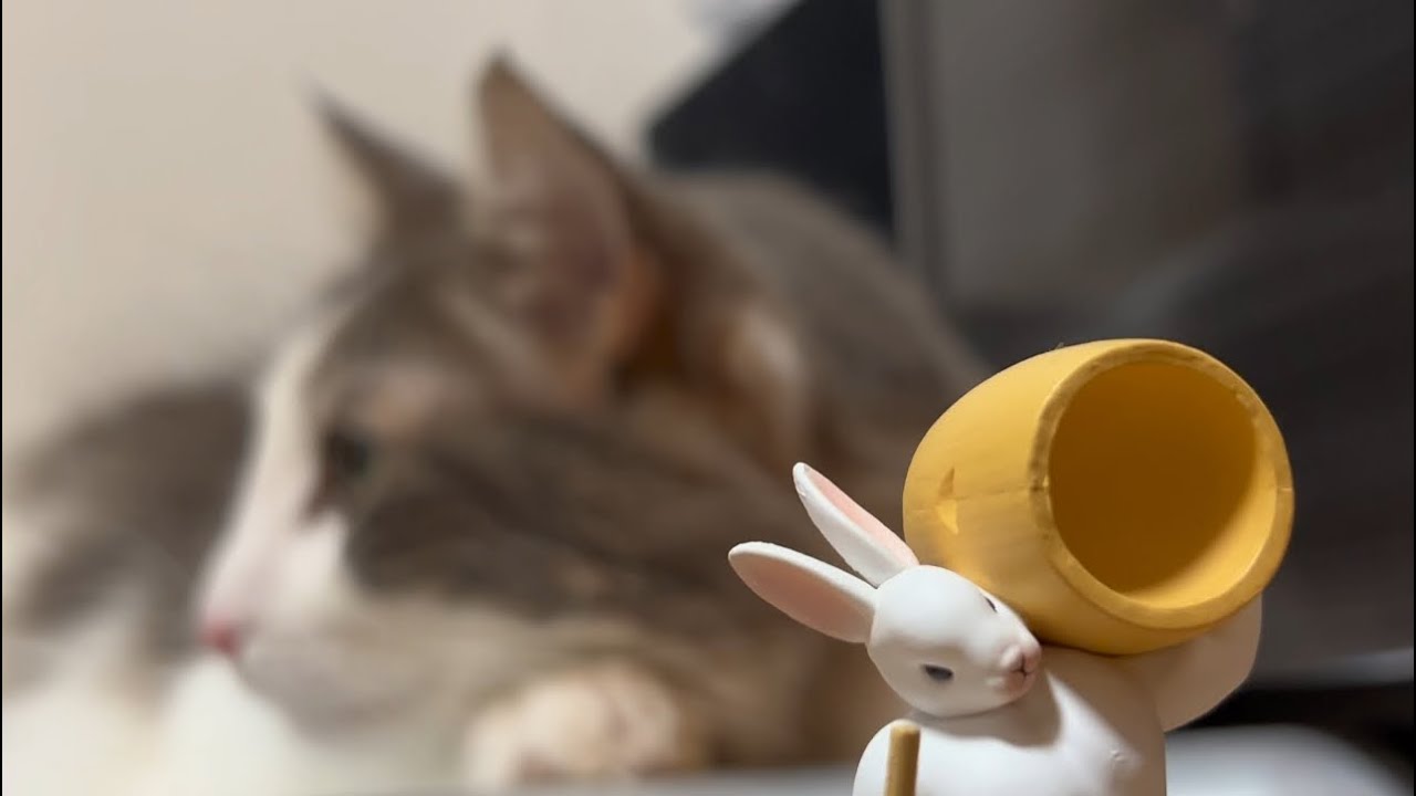 タフトを刈られる大型猫