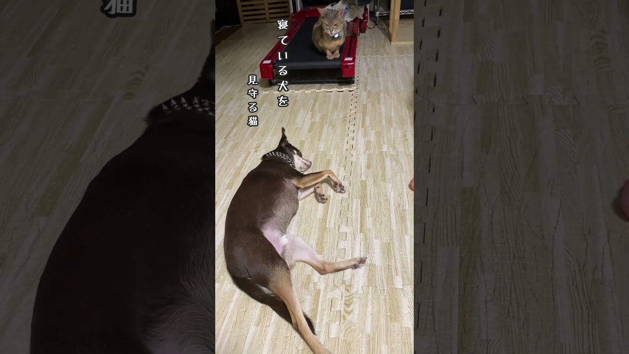 寝ている犬を見守る猫 #shorts #アビシニアン #チワワ #犬と猫のいる暮らし