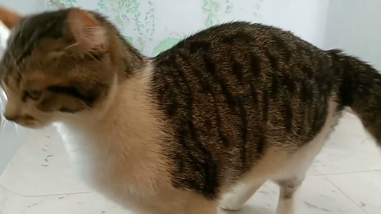 683886 アメリカンカール