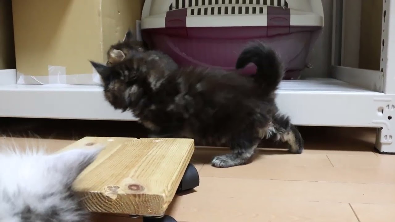 生後38日メインクーン子猫まひろちゃん