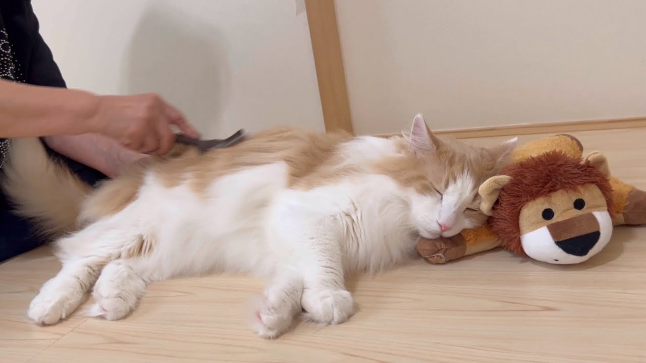 【癒し】ライオンの枕でおねんねしながらブラッシング♪♪ばあばともふ猫たち❤️