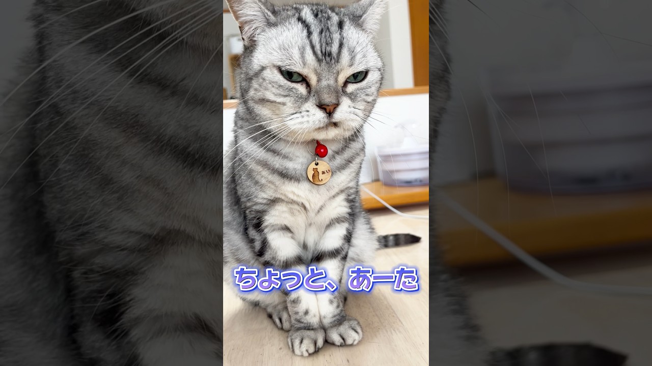 ちょっとあーた！ #猫 #アメリカンショートヘア #shorts