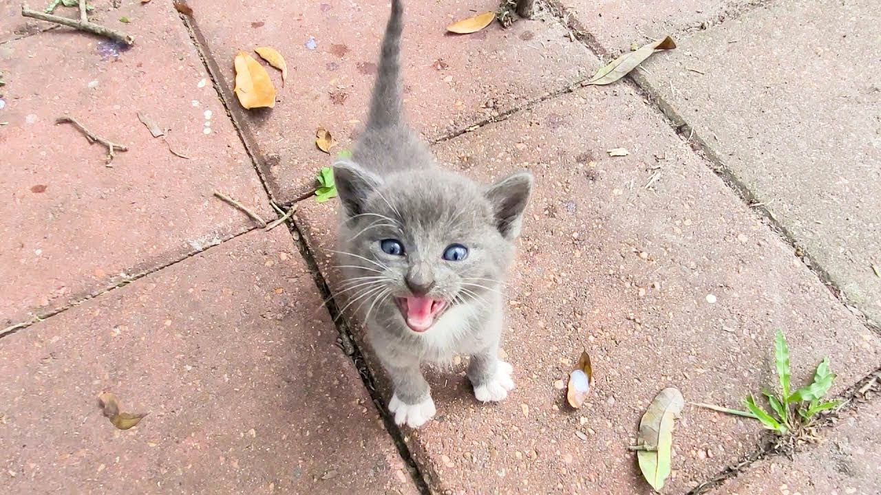 突然、裏庭に現れた猫一家。毎日タダ飯を用意する優しい男性と出会った後、心温まることが起こった