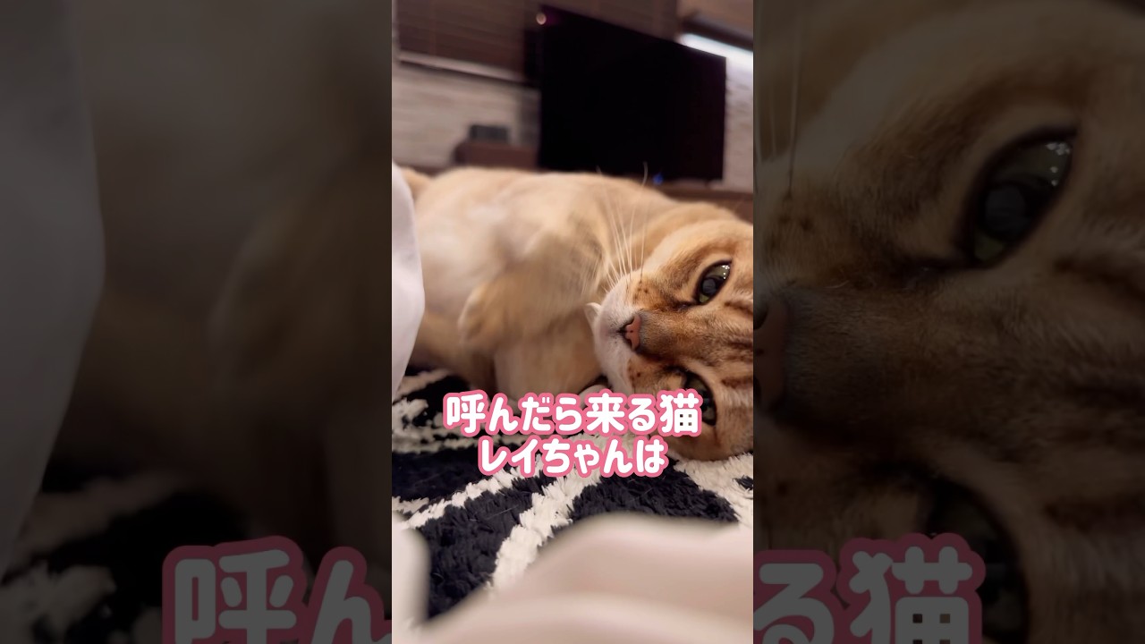 ブラッシングするとしっぽを振り回すレイちゃん #シンガプーラ #cat #shorts