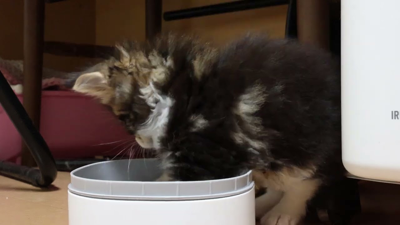 キュ－トなメインクーン子猫いとちゃん