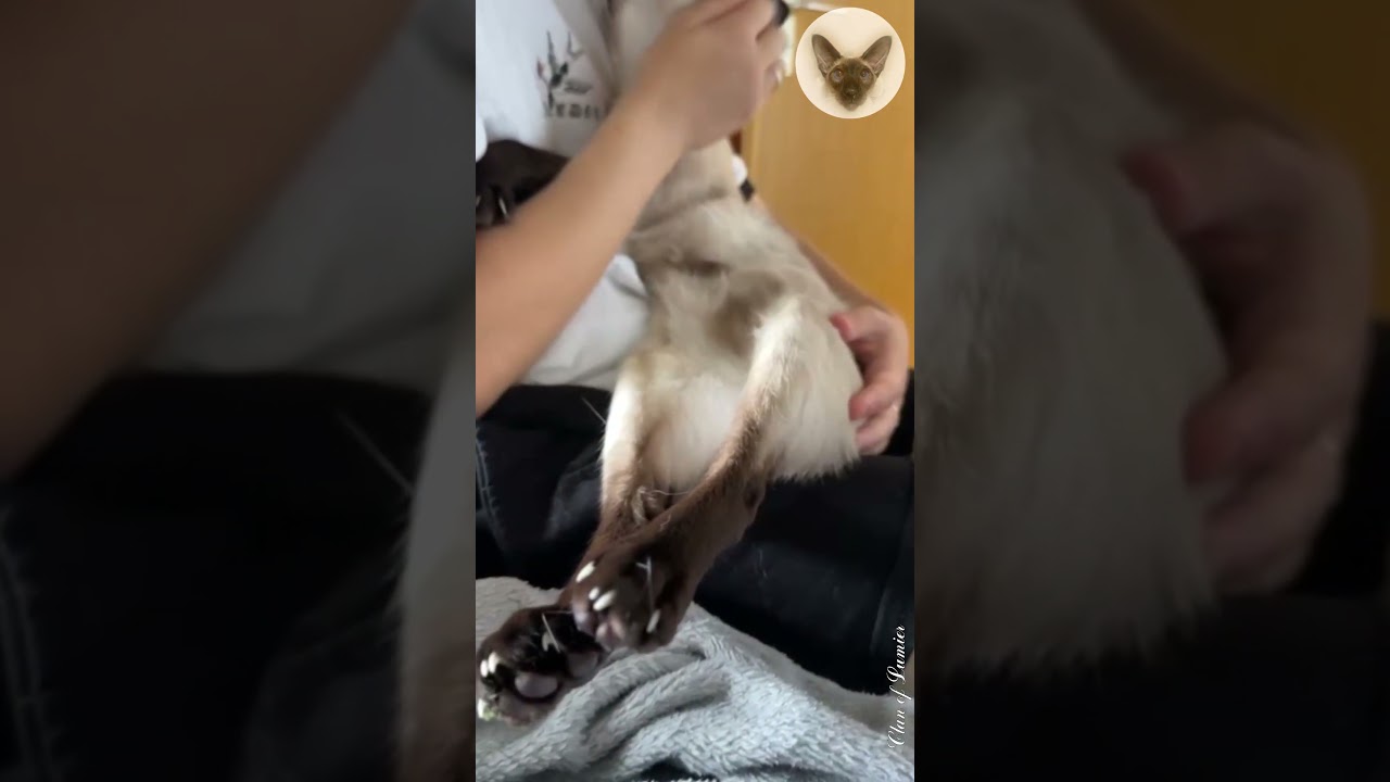 My cats love to appear in videos like this 😊👍😊 cat loves affection | oriental cat | cat family 😊