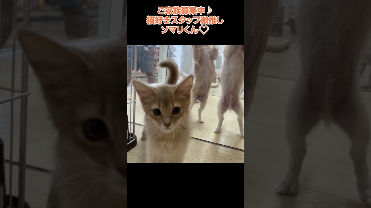 猫好きスタッフ激推しソマリくん😻【横浜ペットショップ ベルドック】#shorts #猫動画 #猫のいる暮らし #ソマリ