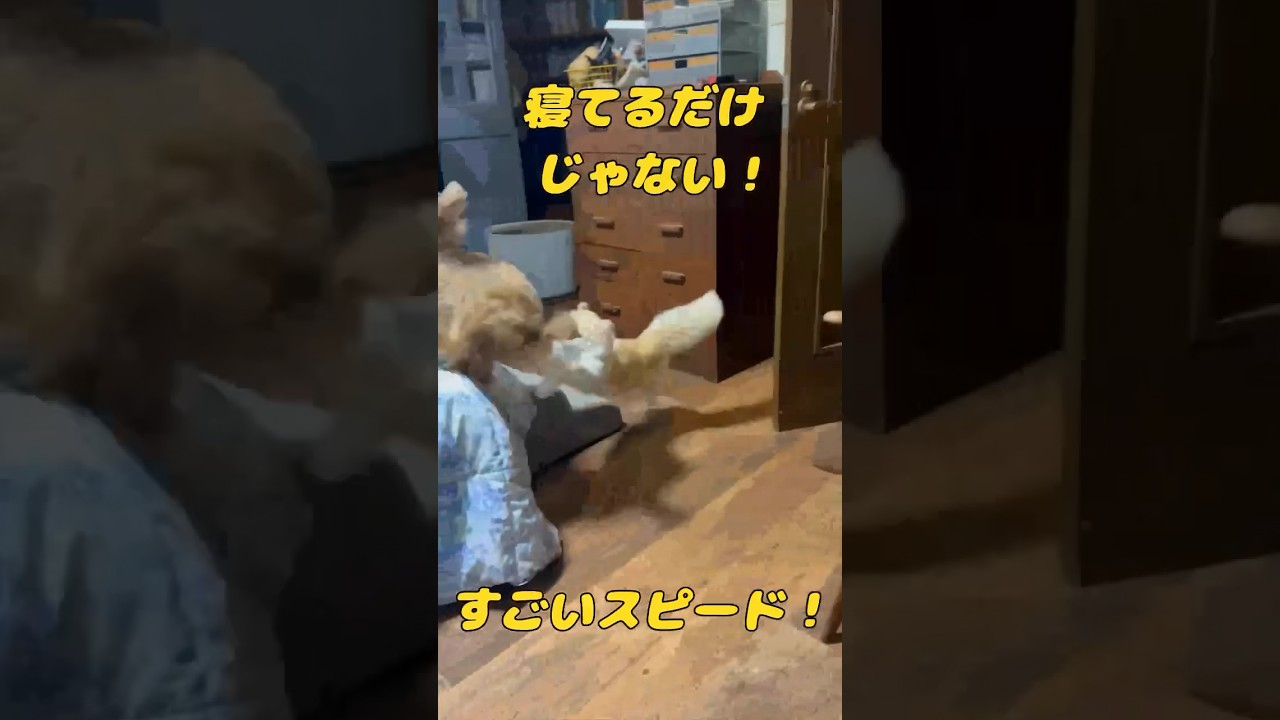 【キンカロー】時々すばしっこい毛玉【マンチカール】