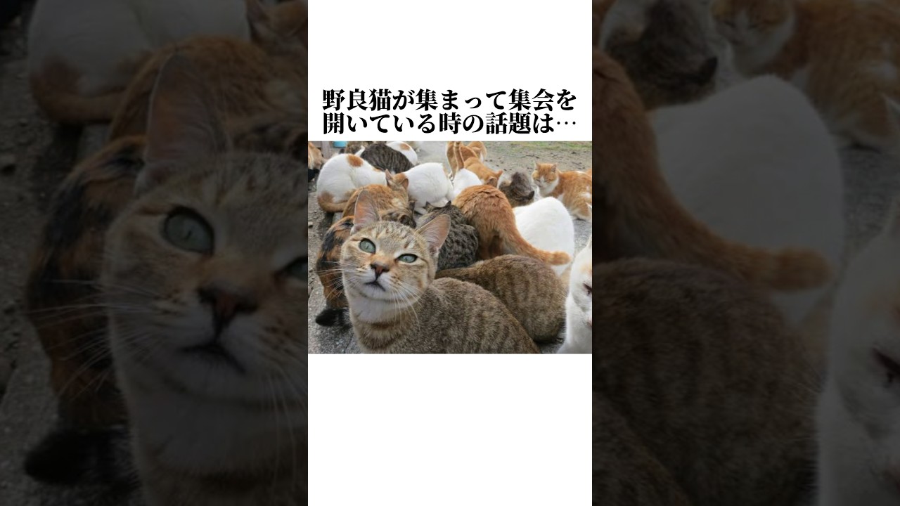 ちょあかんww猫が可愛すぎるww猫好きじゃなくても共感する秘密5選🤫