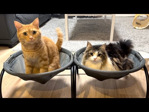 猫たちに猫ベッドを買ったら2匹仲良く上に乗ってくれました