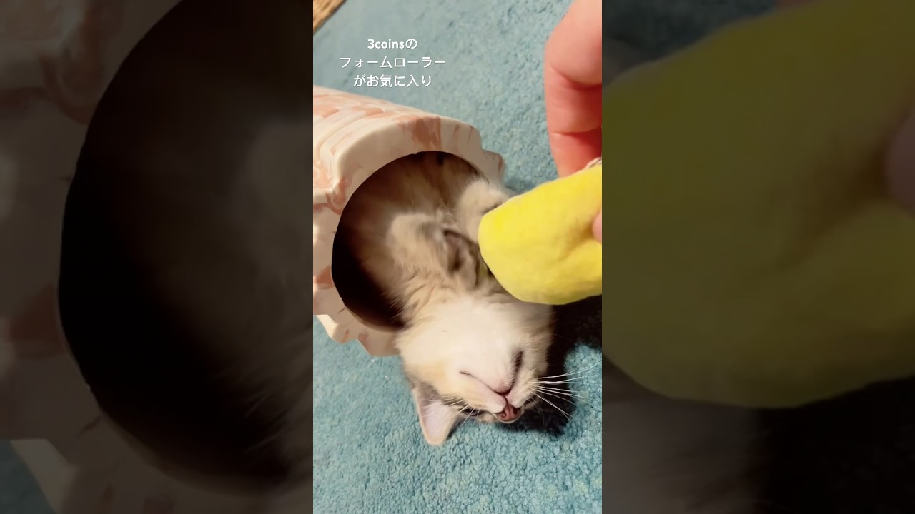 猫的スリコのフォームローラーの使い方 #ソマリ #ソマリブルー #こねこ #子猫 #3coins #猫のいる暮らし