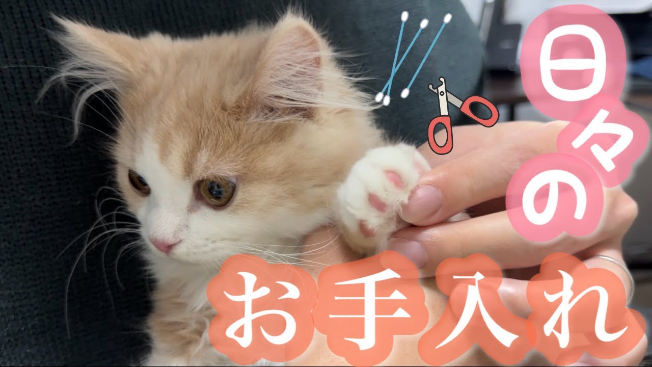 子猫の弟をメンテナンス中に姉のとった行動がこちら