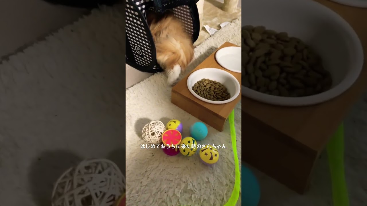 頭隠して尻隠さず#猫 #スコティッシュフォールド #長毛猫 #かわいい #もふもふ