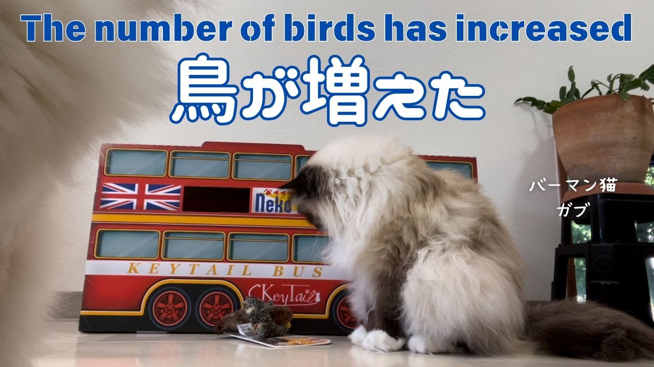 バーマン猫ラフとガブとミカ【鳥が増えた】The number of birds has increased（バーマン猫）Birman/Cat