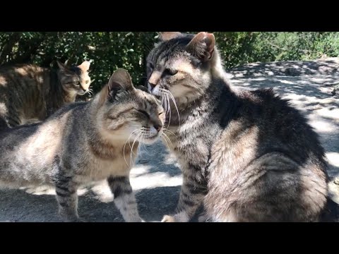 女子会みたいな薄キジ猫たちを見守るデカい黒猫どんちゃん