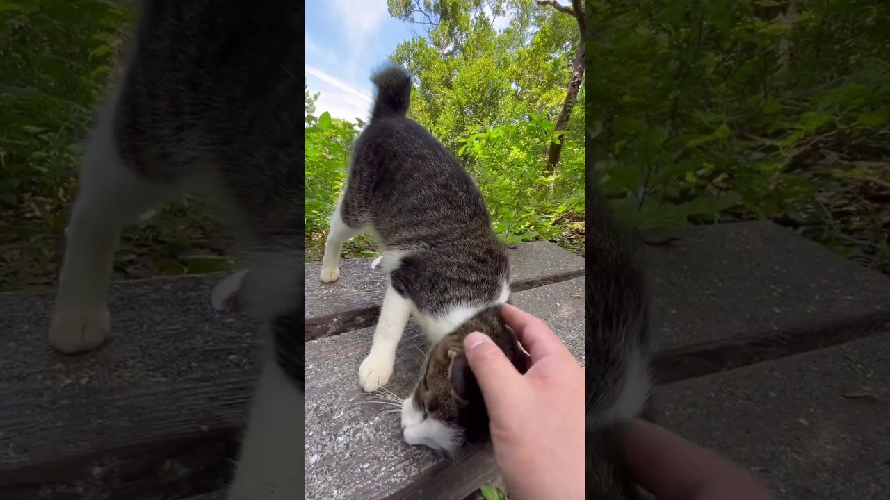 通り過ぎようとするも座るベンチを瞬時に読み取る猫　　#ネコ #cat #cats #kitty