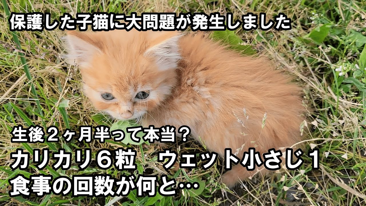 保護した子猫に大問題が発生しました