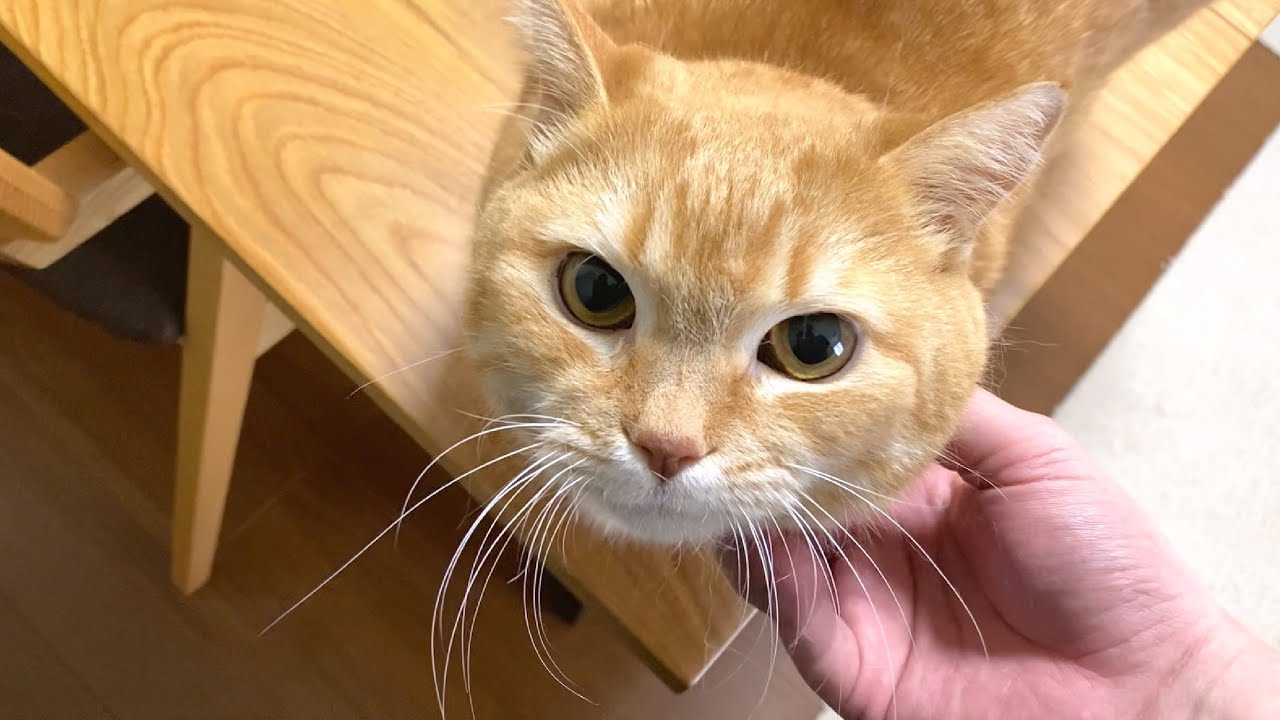 いつの間にかパパからママに乗り換えてる猫w