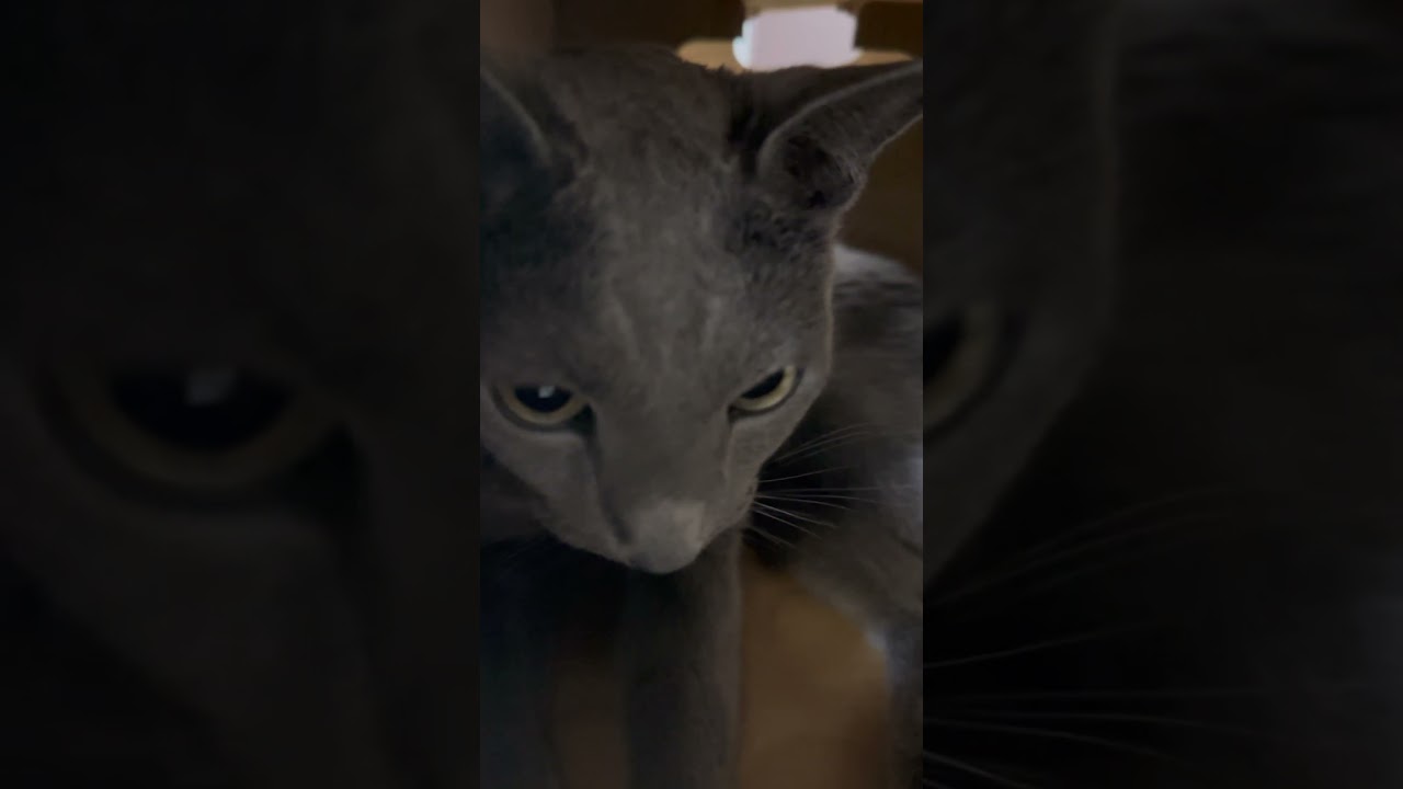 ウィルの毎日 395 夏でも大好きダンボール。 #ロシアンブルー #RussianBlue