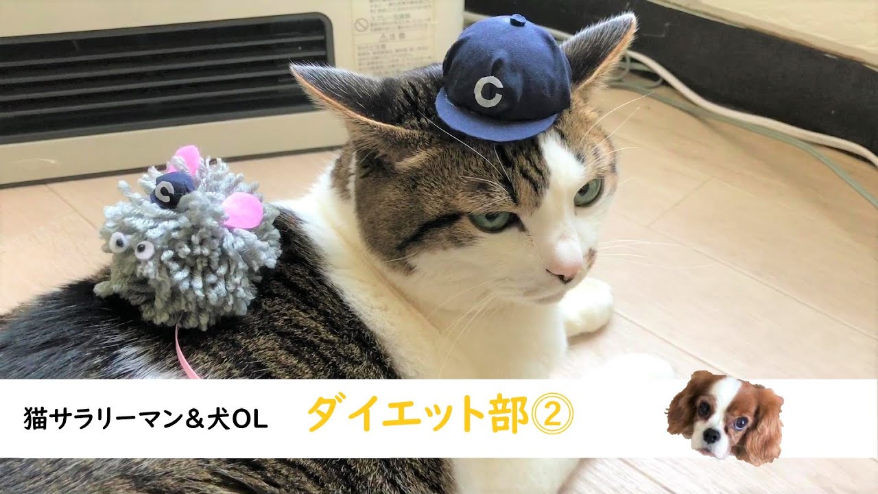 【日本猫＆キャバリア犬】可愛い2匹がサラリーマン＆OLに！！第60話「猫サラリーマン＆犬ＯＬ，ダイエット部⓶」