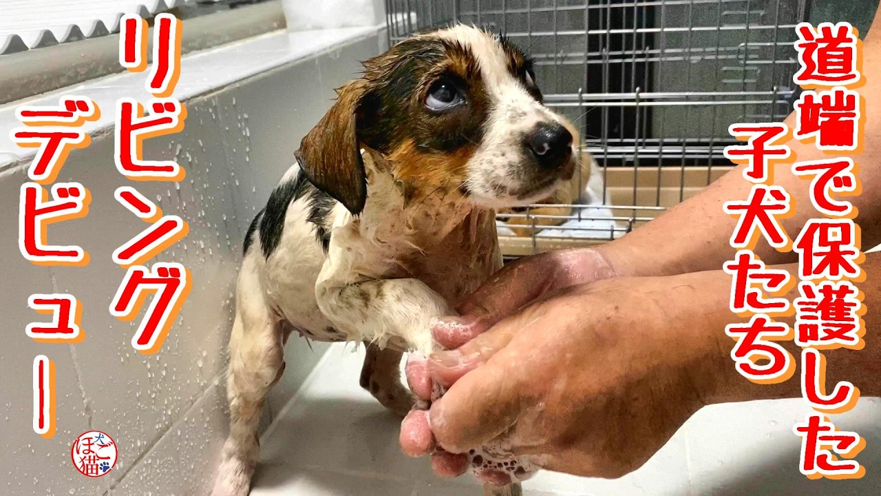 【子犬　保護　子猫】道端で保護した子犬達リビングデビュー！＋おまけコーナー