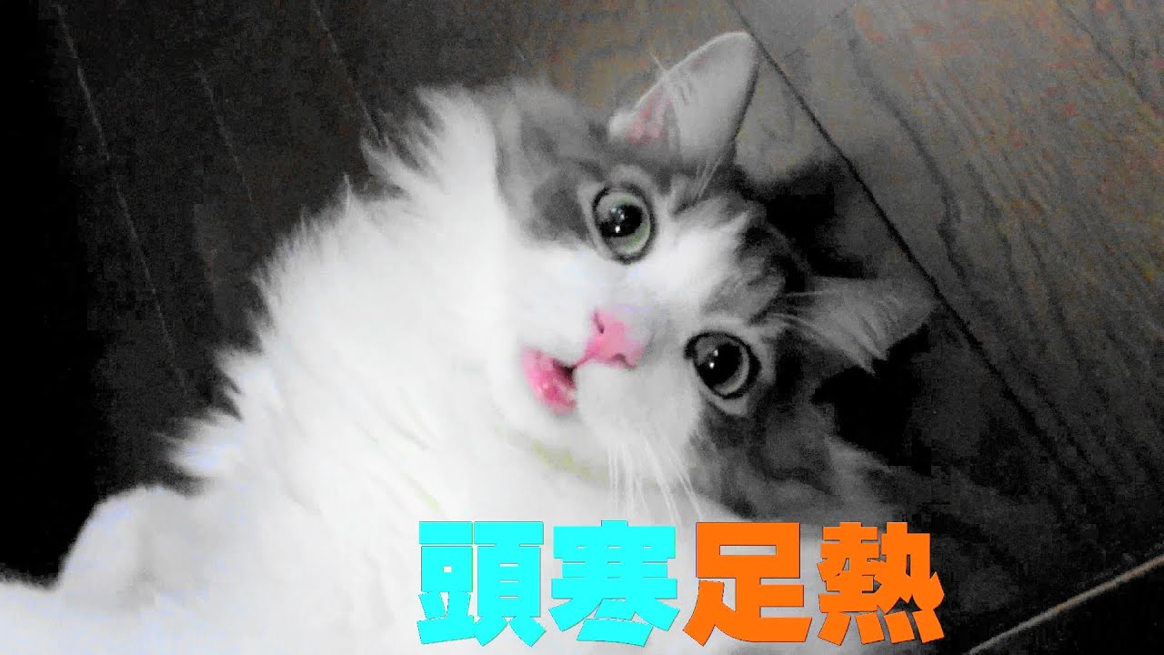 目指せモモ20歳～カーテンから生まれて頭寒足熱猫😿/ネットCafe予告編