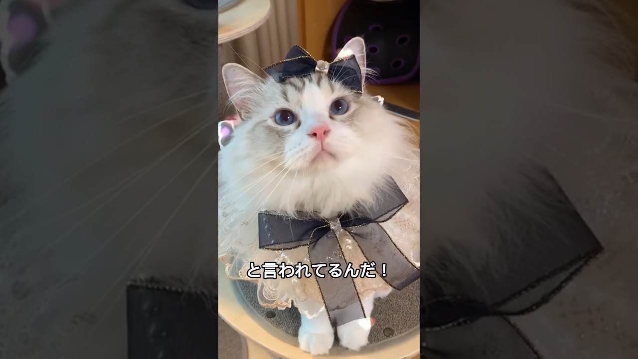 ラグドールの可愛さと魅力を1分で解説！【ぬいぐるみ猫】 #shorts #ラグドール #ragdoll