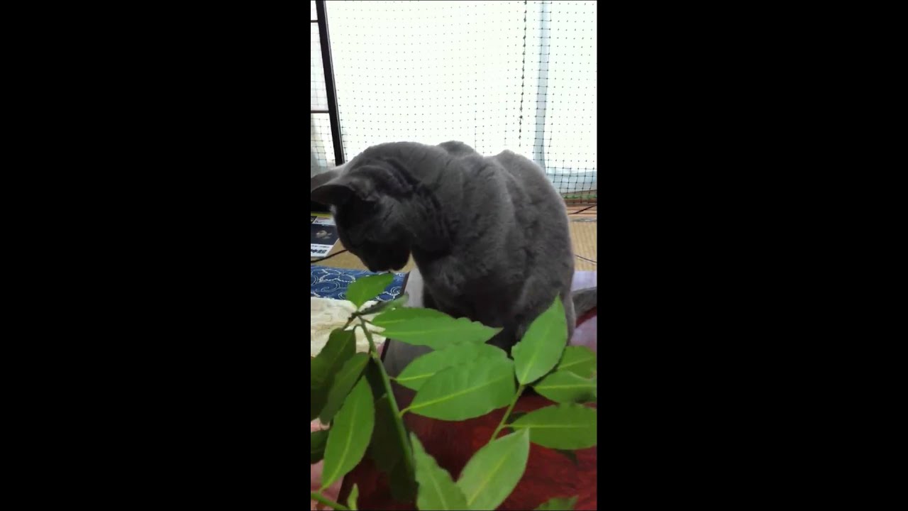 もうおばあちゃんだからね...