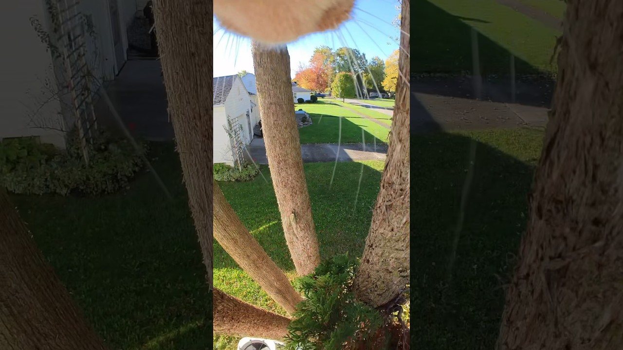 Where is everyone?! 📣🐈 #cat #viral #youtubeshorts #funny #asmr #insta360 #youtube