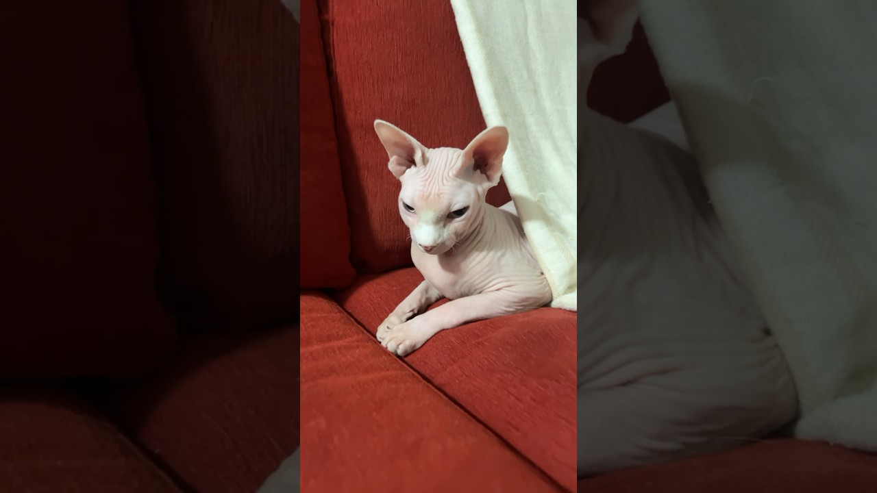 神秘的で可愛い毛のない猫【スフィンクス猫】