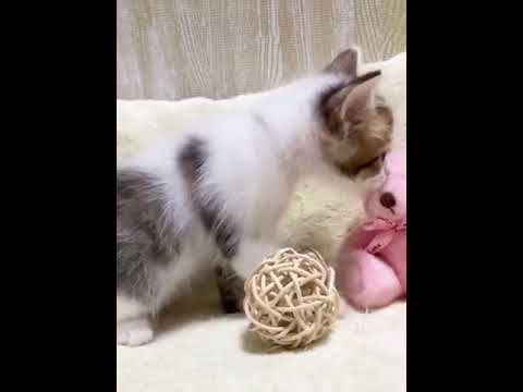 サイベリアン 【ブラウンタビー&ホワイト】パッチリアーモンドアイの子猫ちゃんです⭐️