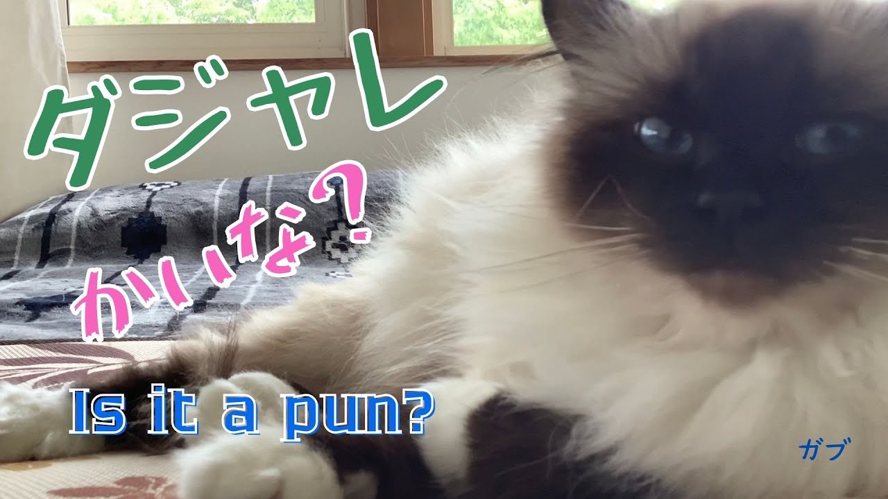 こんな眠い時に【ダジャレかいな？】Is it a pun?（バーマン猫）Birman/Cat