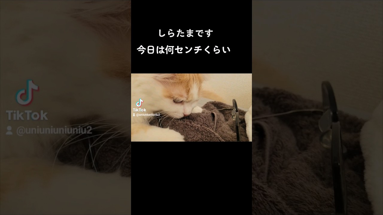 【子猫】メガネに目をつけたねこ #ラガマフィン #猫動画 #cat #子猫