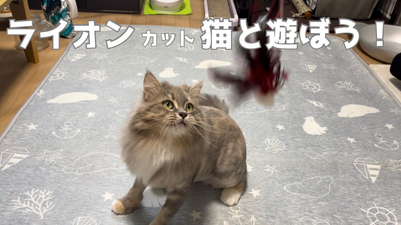 ライオンカット猫と遊ぼう！(サイベリアン)