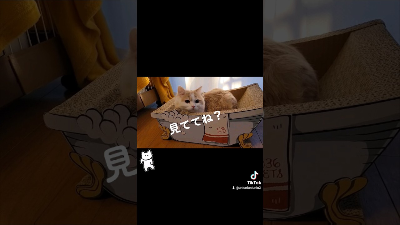 【子猫】なんか違うけど可愛いからいっか…#ラガマフィン #猫動画 #cat #shorts