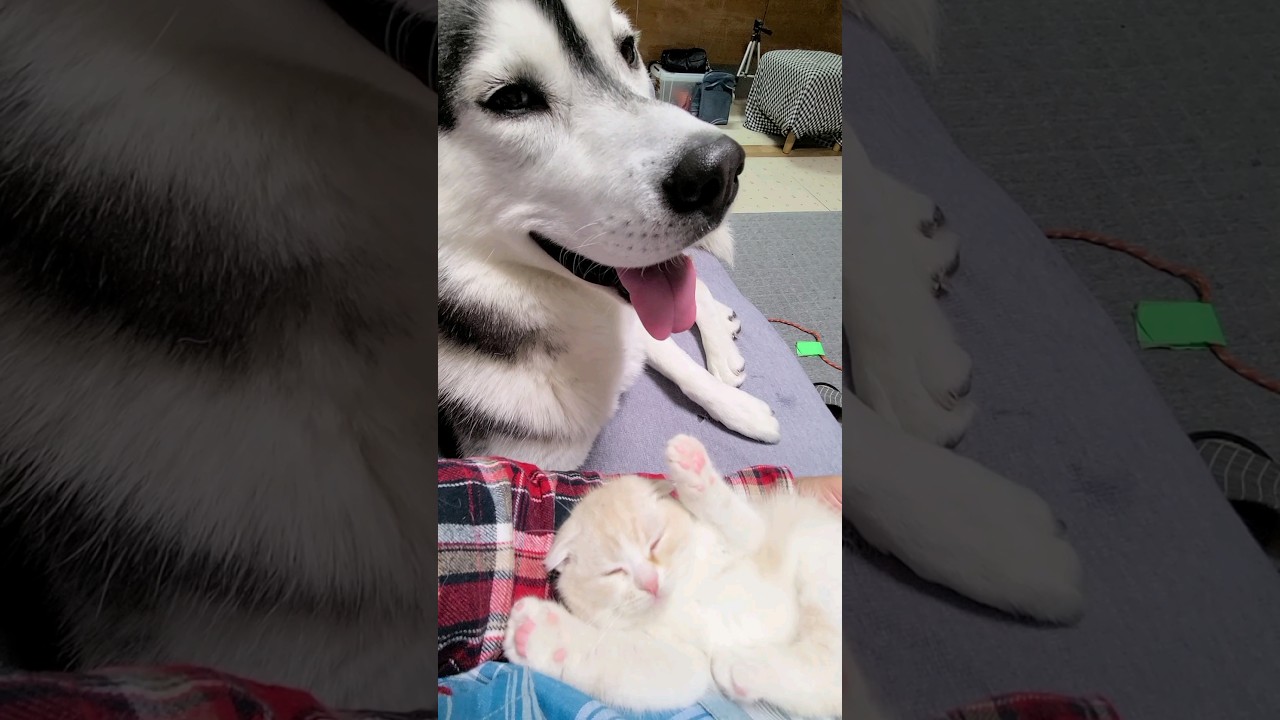子猫がいると嬉しくてしかたない犬...笑#shorts