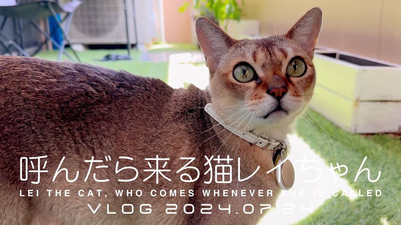 【シンガプーラ】呼んだら来る猫レイちゃん VLOG 2024.07.24 | Lei the cat, who comes whenever she is called