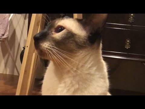 I am a Siamese cat. Quinn’s daily life.