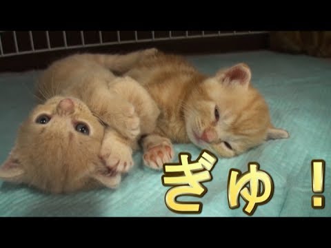 【猫好き】ぎゅ！（アメリカンショートヘアー）《funny cats》