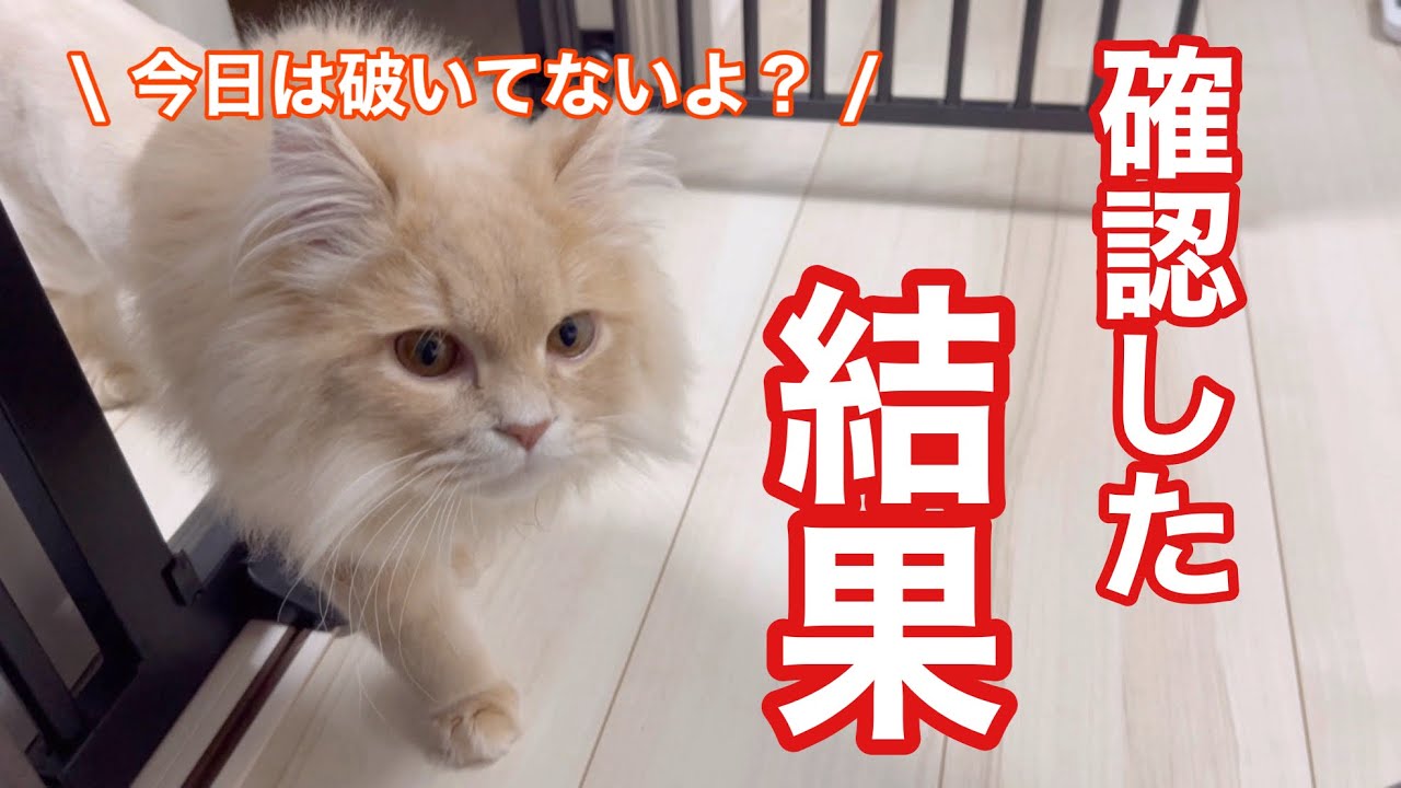 昨日、子猫に壁のクロスを剥がされたので、帰宅後に即確認した結果